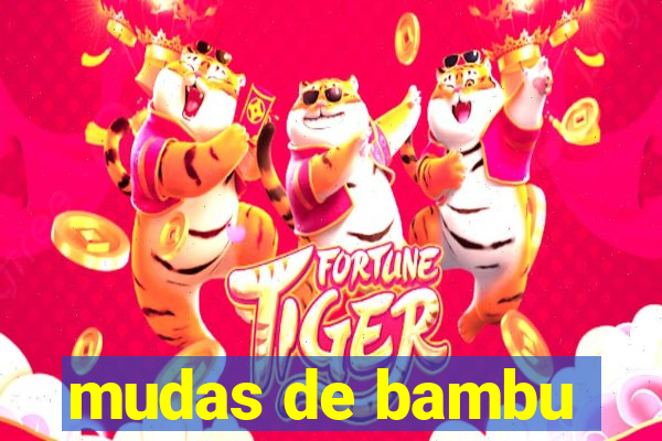 mudas de bambu